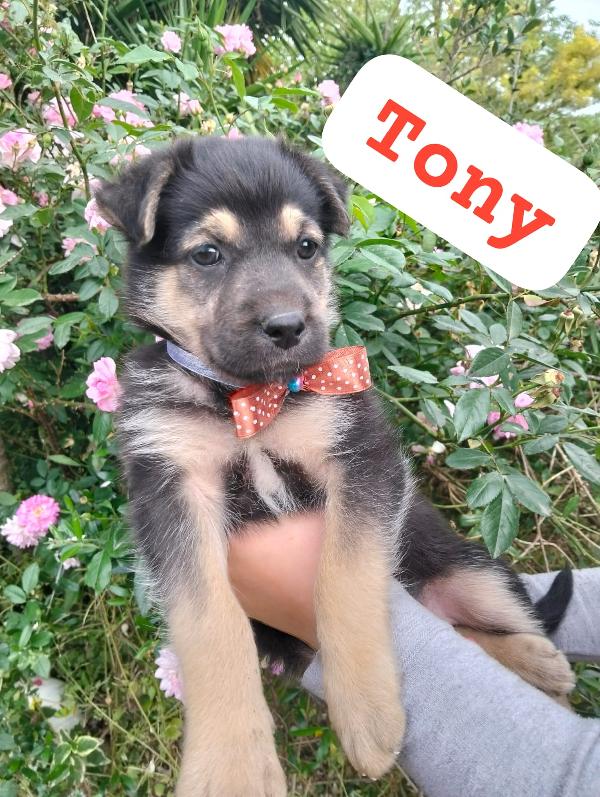 Tony
